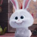 รูปโพรไฟล์ของ minibunnyyyyy