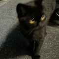 รูปโพรไฟล์ของ meaoww01