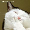 piggy-praew