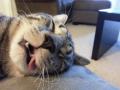 รูปโพรไฟล์ของ sleepycat