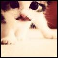 wowfanta