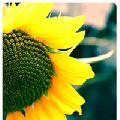 soulmate-lf