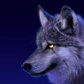 smile-of-wolf