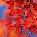autumnprincess