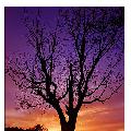 nicesunset