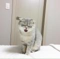 Meogen