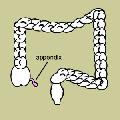 รูปโพรไฟล์ของ appendix-writer