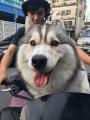 รูปโพรไฟล์ของ ceteo0712