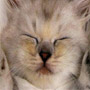 รูปโพรไฟล์ของ crazy-cat