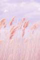 รูปโพรไฟล์ของ roserosyployploy