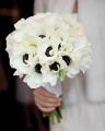 รูปโพรไฟล์ของ white-animone