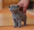 รูปโพรไฟล์ของ kittenvanilla