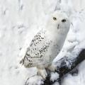 รูปโพรไฟล์ของ snowy_owl