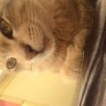 รูปโพรไฟล์ของ p-meaw