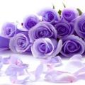 รูปโพรไฟล์ของ violet_rose