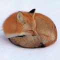 รูปโพรไฟล์ของ sleepingfox