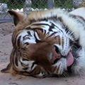 รูปโพรไฟล์ของ Tigeris09