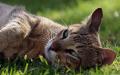 รูปโพรไฟล์ของ anil-blackcat