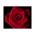 รูปโพรไฟล์ของ Mysticrose