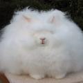 รูปโพรไฟล์ของ nameless_hare