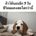 รูปโพรไฟล์ของ tybts