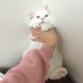 รูปโพรไฟล์ของ chausie_