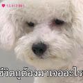 รูปโพรไฟล์ของ pppstarblack