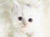 snowy_cat