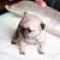 รูปโพรไฟล์ของ Pugpug2520