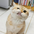 kiwraso