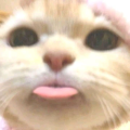 รูปโพรไฟล์ของ Amzaa555