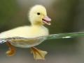 รูปโพรไฟล์ของ Duck93