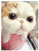 รูปโพรไฟล์ของ lavigne_jern