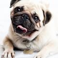 รูปโพรไฟล์ของ lovemelovemypug