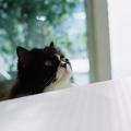 รูปโพรไฟล์ของ Polka-neko