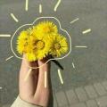 รูปโพรไฟล์ของ yellowxheart