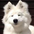 รูปโพรไฟล์ของ fluffysamoyed