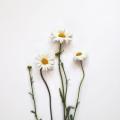 รูปโพรไฟล์ของ flower_n_you