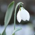 รูปโพรไฟล์ของ snowdrop_