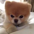 Lookpudpud