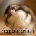 รูปโพรไฟล์ของ avolpriis