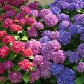 รูปโพรไฟล์ของ pphydrangea