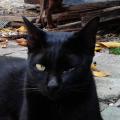 รูปโพรไฟล์ของ Blackcat_ink