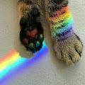 รูปโพรไฟล์ของ Meowteenrainbow