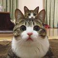 รูปโพรไฟล์ของ FloppyFluffy