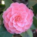รูปโพรไฟล์ของ rosal