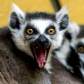 รูปโพรไฟล์ของ Tataah