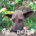 รูปโพรไฟล์ของ JJKSS_9599