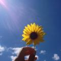 รูปโพรไฟล์ของ sunflower11ky