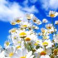 รูปโพรไฟล์ของ Daisysky